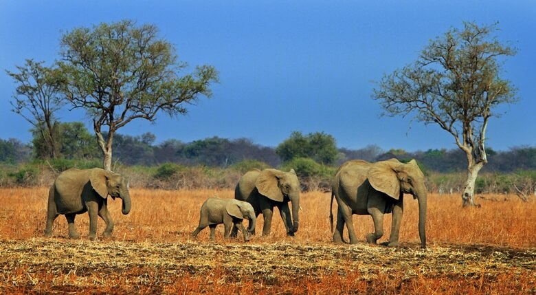 Elefanten im South Luangwa Nationalpark in Sambia