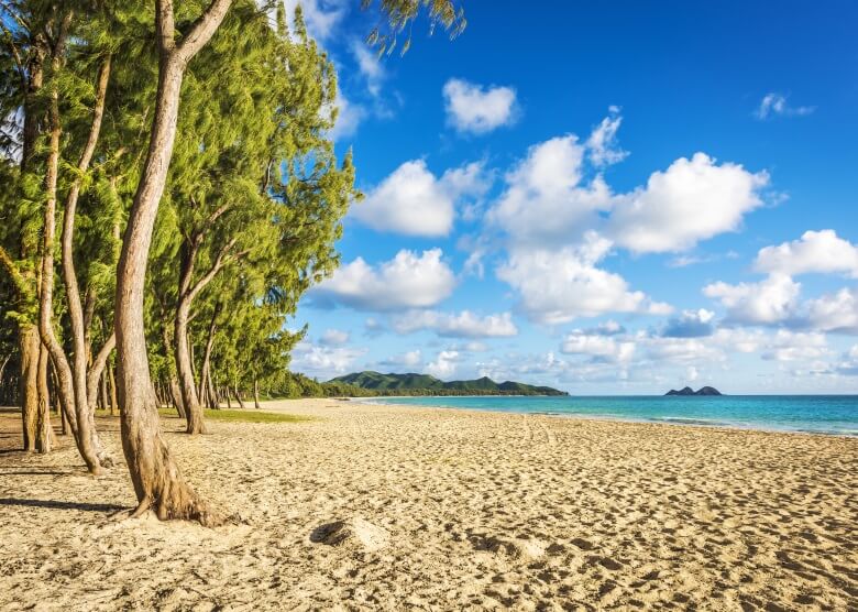 Eisenbäume auf dem Waimanalo Beach auf Hawaii