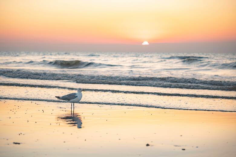 Möwe an einem Strand in Belgien am Abend 