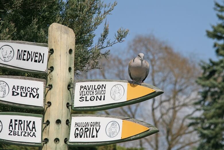 Wegweiser im Prager Zoo