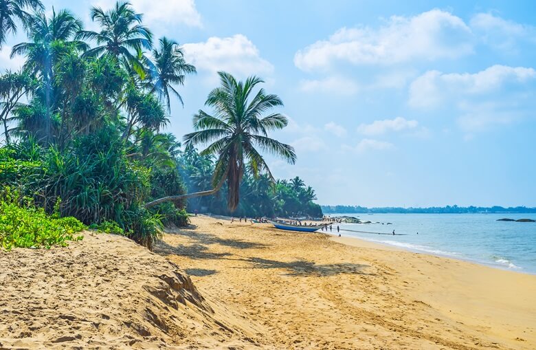 Langer Sandstrand Bentota mit Palmen in Sri Lanka