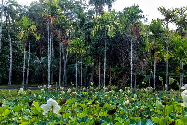 Botanischer Garten Pamplemousses auf Mauritius