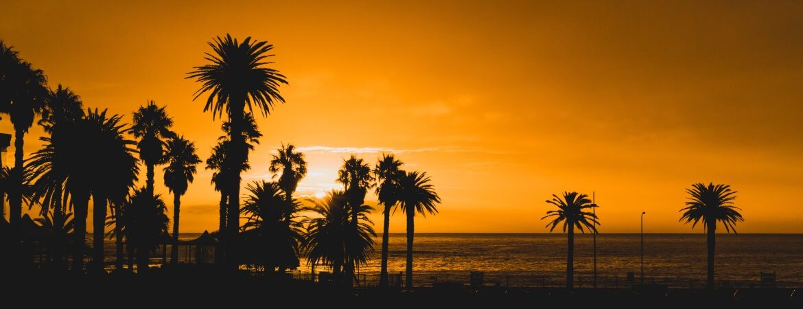 Sonnenuntergang hinter Palmen am Strand Camps Bay in Kapstadt