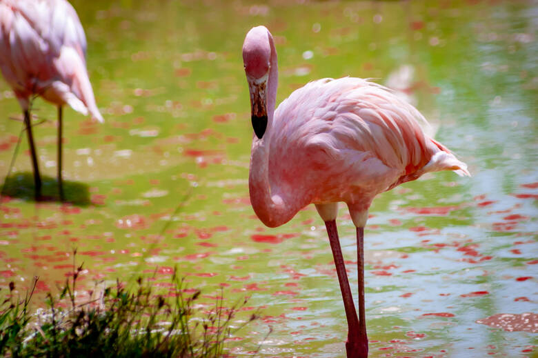 Rosafarbener Flamingo in einer Lagune 