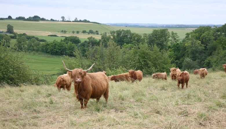 Kuhherde auf der Weide in Galloway, Schottland