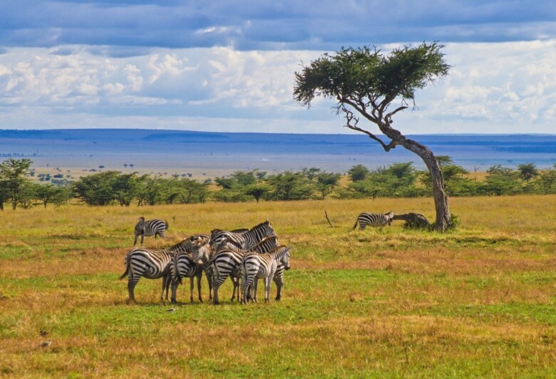 Zebras in einem Nationalpark in Kenia vor traumhafter Bergkulisse