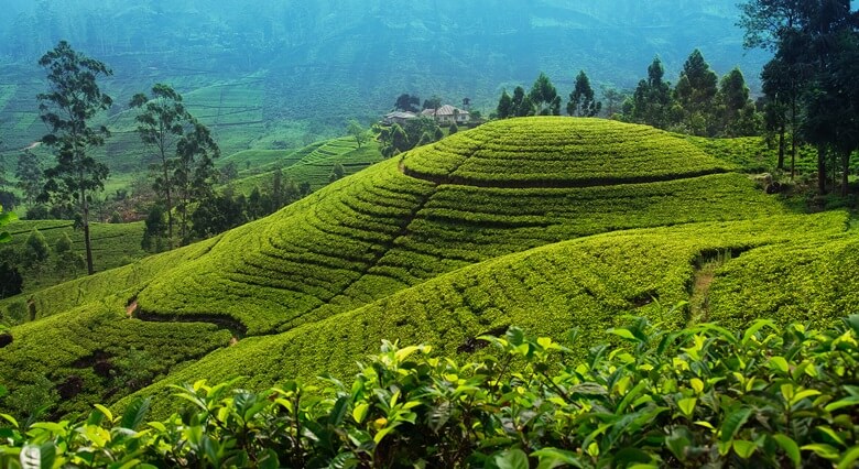 Teeplantagen in Nuwara Eliya in Sri Lanka