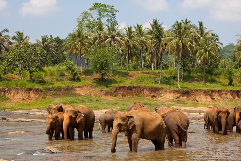 Badende Elefanten im Waisenhaus Pinnawela in Sri Lanka