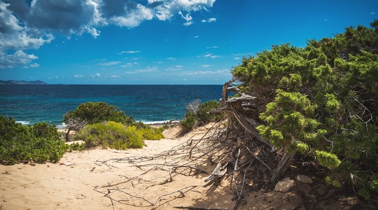 Auf einer Wanderung lässt sich die schöne Natur Ibizas entdecken