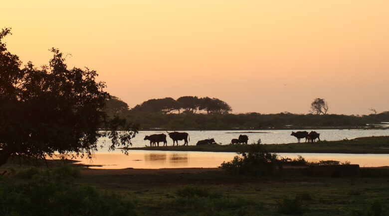 Büffelherde bei Sonnenuntergang im Yala Nationalpark in Sri Lanka