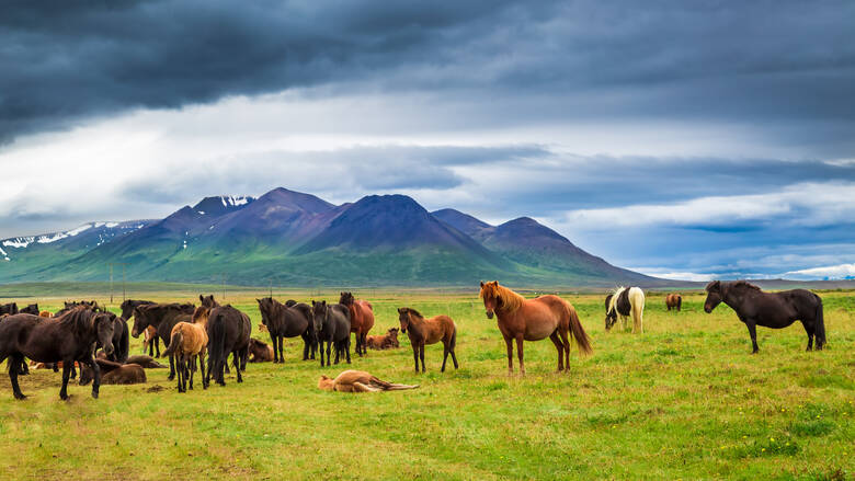 Pferde vor einer Berglandschaft in Island