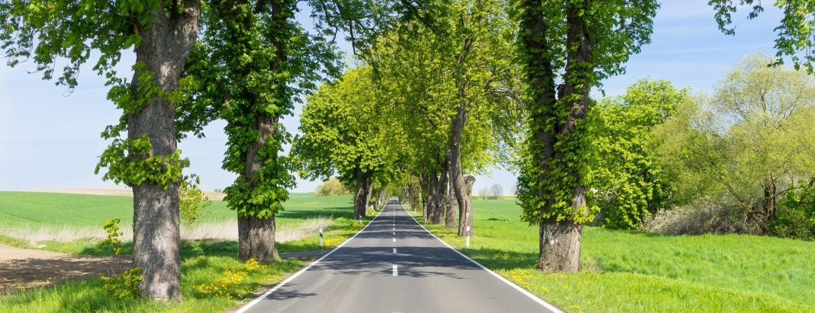 Straße führt durch eine Allee in Brandenburg