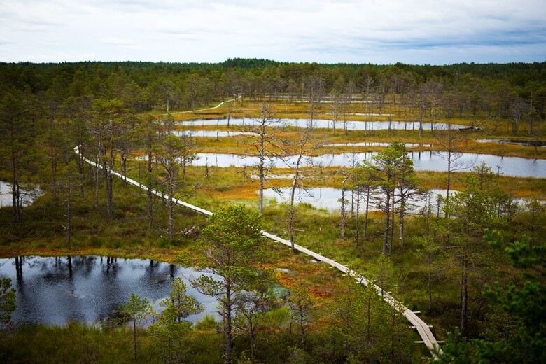 Hochmoor von Viru im Lehemaa-Nationalpark in Estland