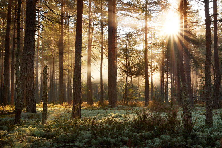 Sonne scheint durch Wald in Estland
