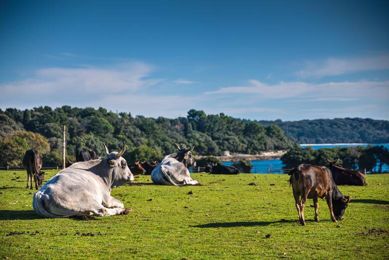 Kühe in Kroatien