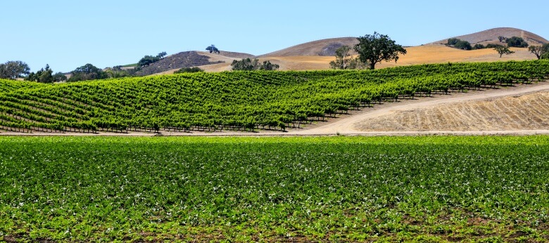 Felder der Foxen Winery in Kalifornien