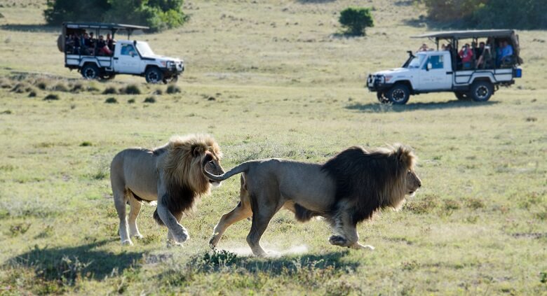 Safari auf der Südafrika-Rundreise