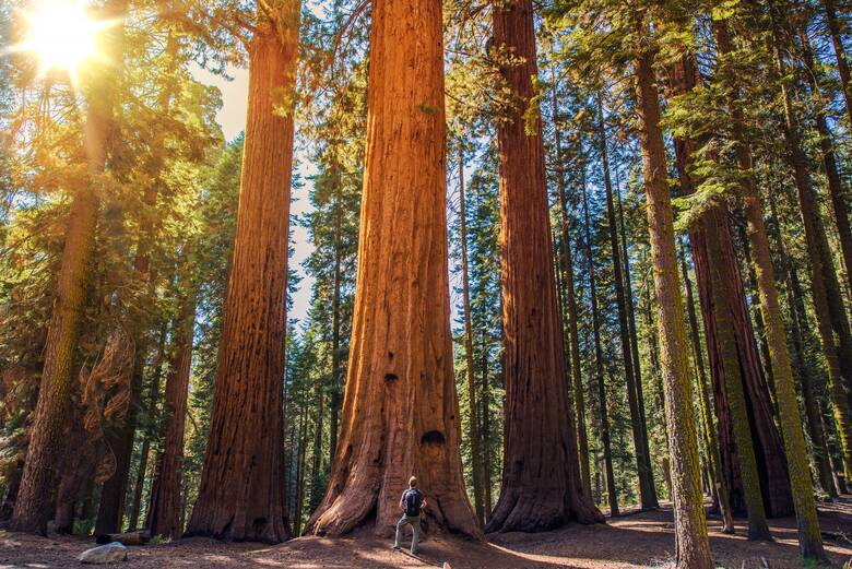 Mammutbäume im Sequoia National Park, USA