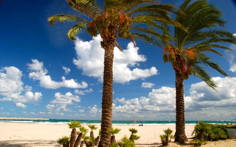 Palmen am Strand von San Vito lo Capo auf Sizilien