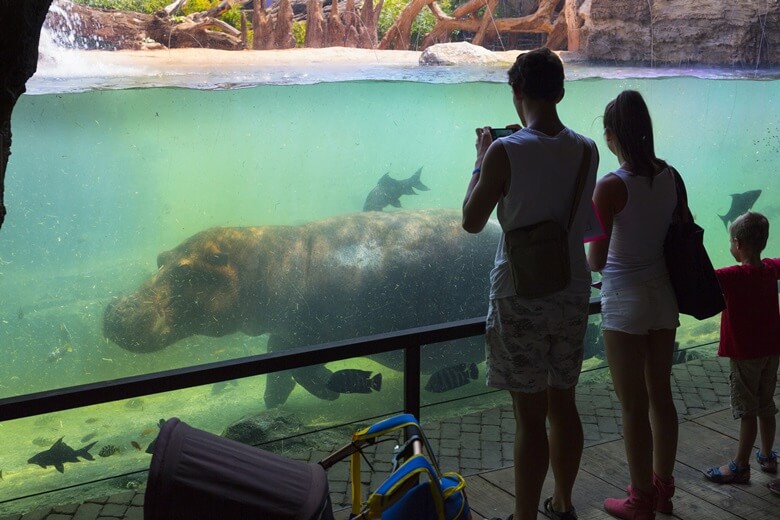 Familie beobachtet ein Nilpferd in einem Zoo in Valencia