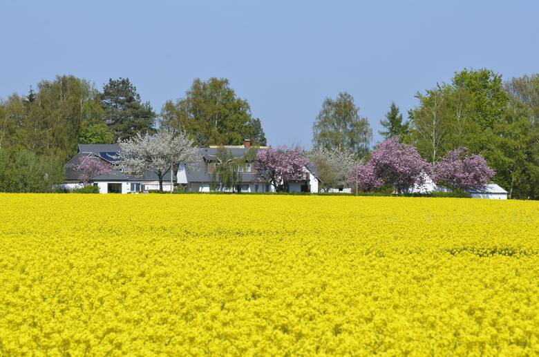 Blühender Raps auf Ummanz, Rügen