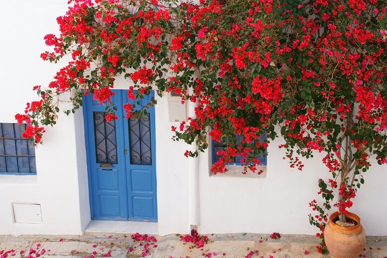 Blumen vor einer blauen Tür in einer Gasse in Almería in Südspanien