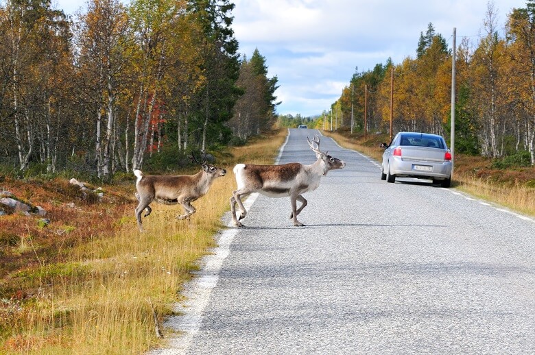 Wildwechsel während einem Roadtrip durch Schweden