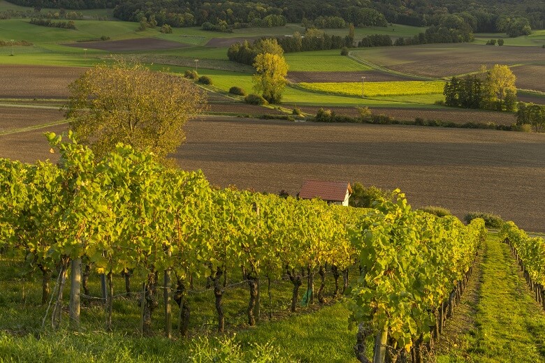 Weinberge in der Region Steigerwald