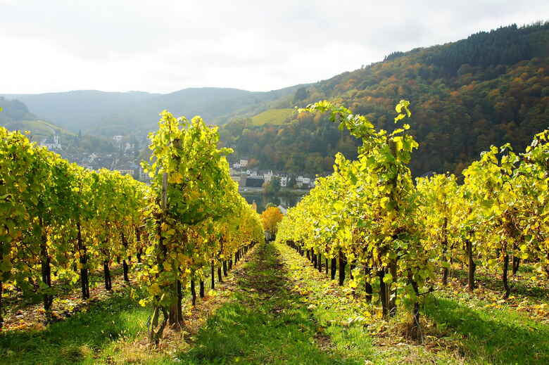 Weinberge bei Traben-Trarbach