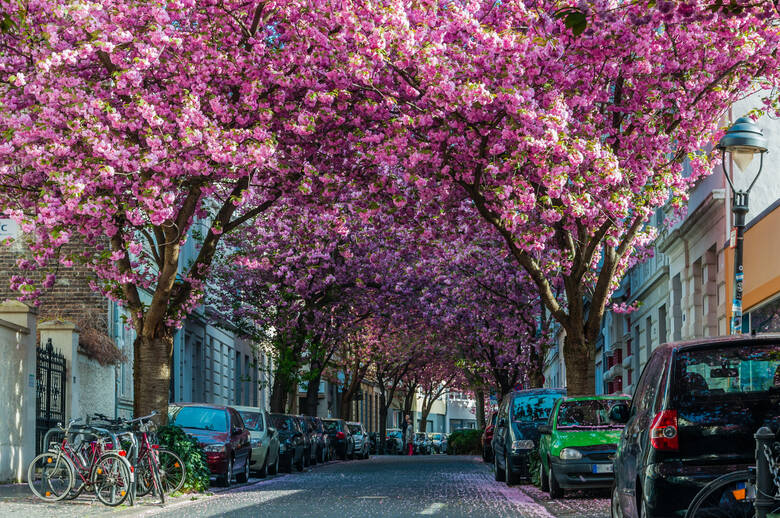 Kirschblüte, Heerstraße, Bonn