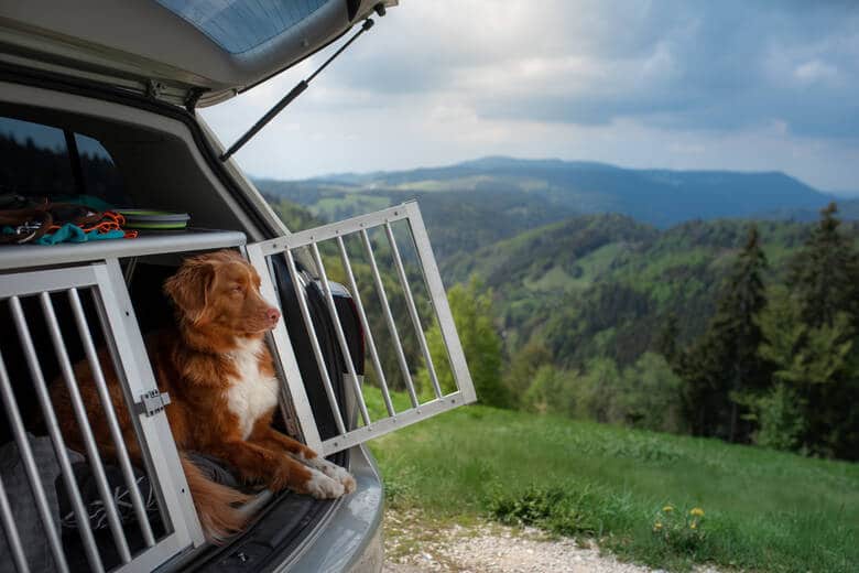 Hund in einer Transportbox im Auto