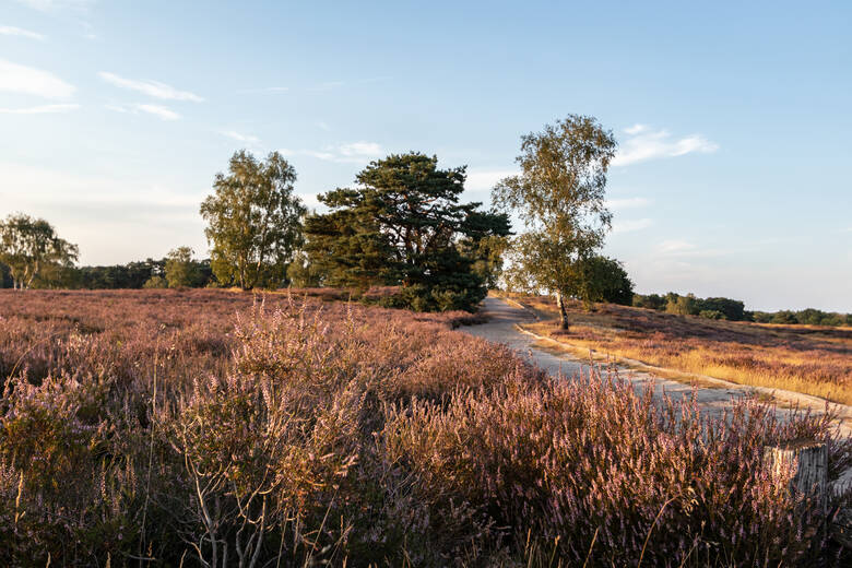 Blühende Westruper Heide im Ruhrgebiet