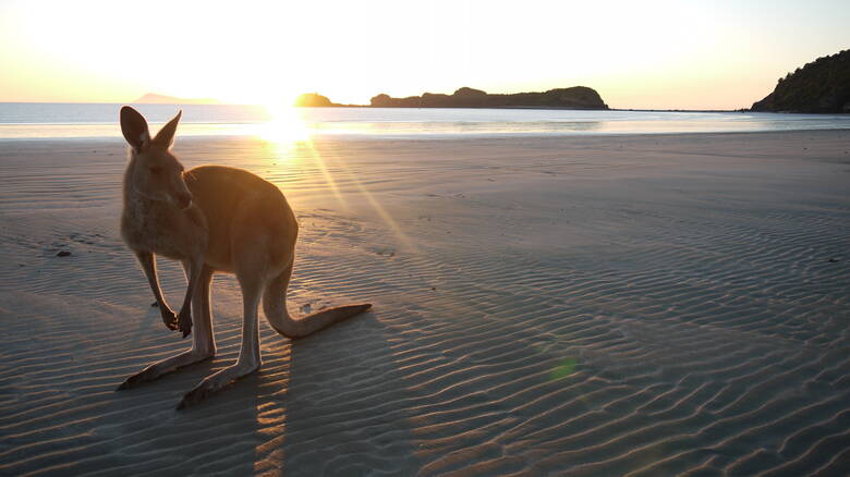 Känguru an einem Strand in Australien