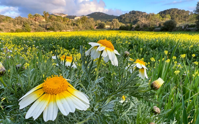Blühende Margeriten auf Mallorca
