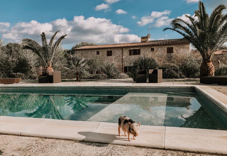 Schwein steht am Pool der Villa Vegana