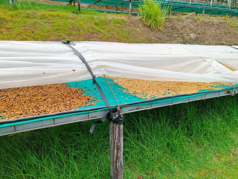 Kaffeebohnen auf einer Farm in Boquete, Panama