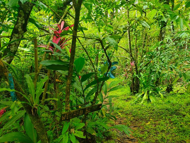 Wildnispfad zum Wizard Beach auf der Isla Bastimientos in Panama