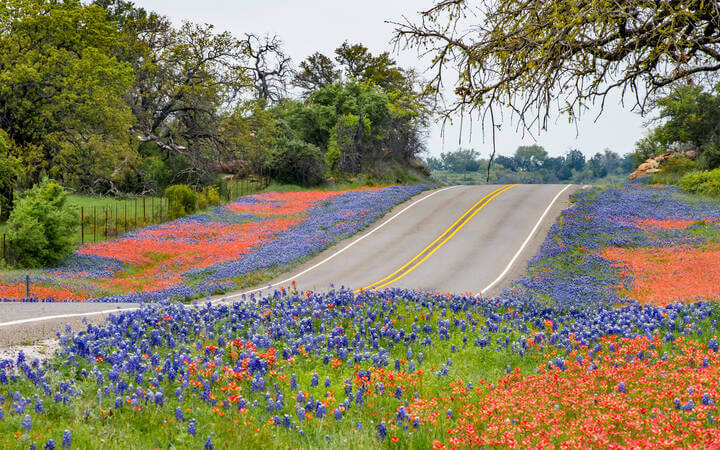 Straße mit Wildblumen in Texas