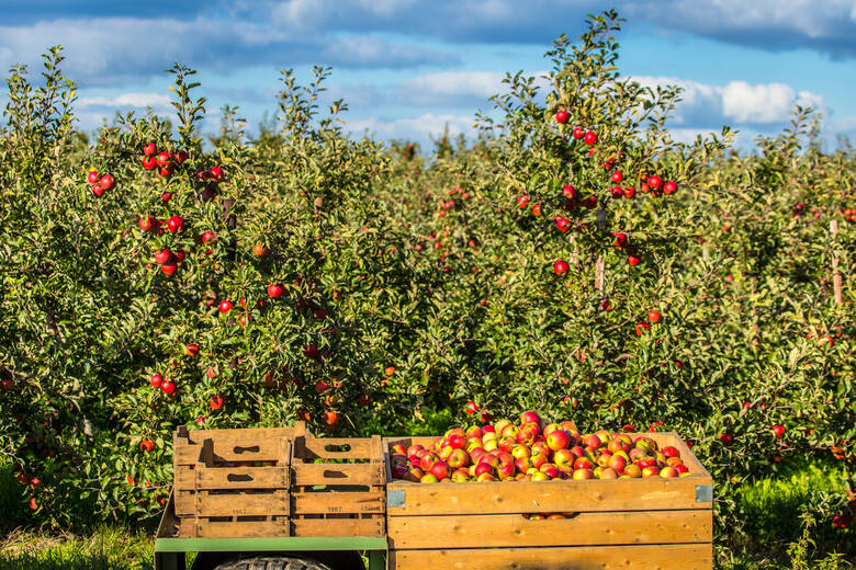 Kisten mit Äpfeln im Spätsommer