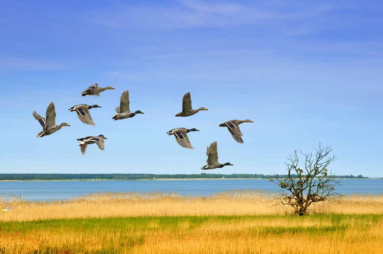 Enten im Flüg über Uferlandschaft