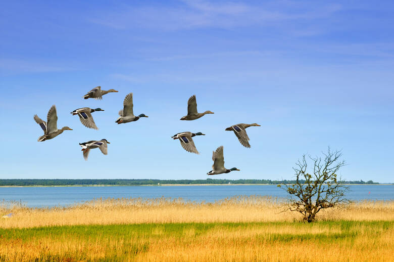 Enten im Flüg über Uferlandschaft