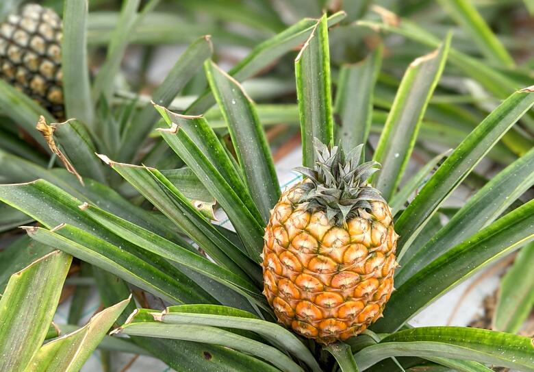 Ananas im Gewächshaus auf Sao Miguel