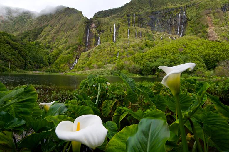 Blumen und Wasserfall in einem grünen Tal auf den Azoren