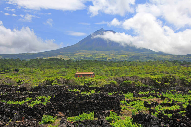 Weinfelder auf der Azoreninsel Pico