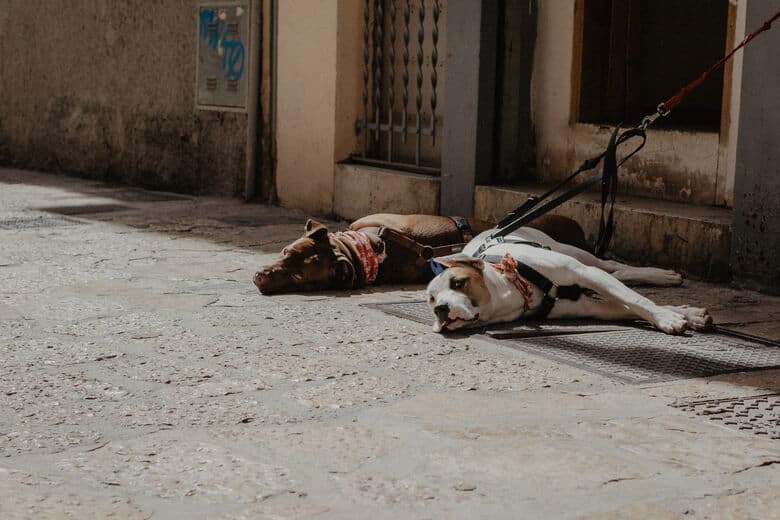 Zwei Hunde liegen auf der Straße in Palma