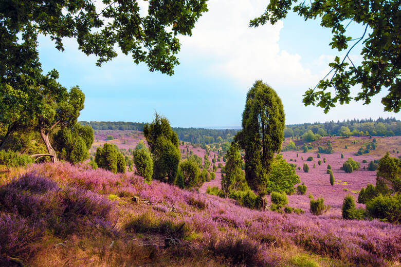 Die Lüneburger Heide in ihrer vollen violetten Blütenpracht