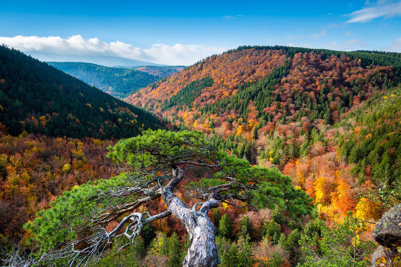 Ilsestein im Nationalpark Harz mit Blick auf einen herbstlichen Wald