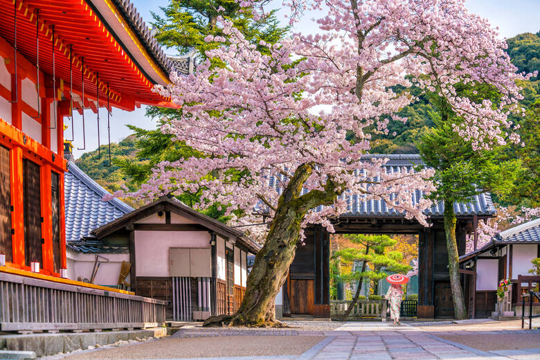 Tempel und Kirschblüten in Kyoto im Frühling