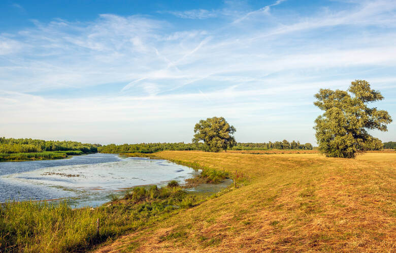 Grüne Wiesen, Bäume und Wasserlauf im Nationalpark Biesbosch