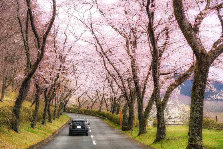Auto fährt über eine Straße, die von Kirschblüten gesäumt ist